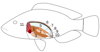 Innere Organe eines Knochenfischs: 7 Hoden