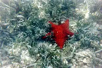 Oreaster reticulatus