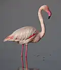 Ein rosa Vogel ist zu sehen. Er steht im Wasser und sein Schnabel ist gebogen und hat eine schwarze Spitze.