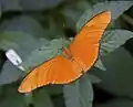 Dryas iulia