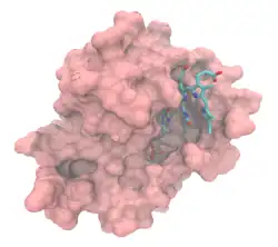 Biliverdin-Reduktase