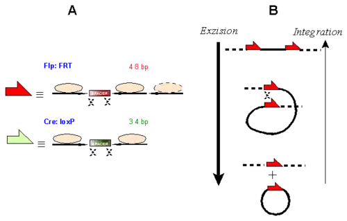 ortsspezifische Rekombination