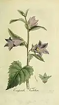 Illustration aus der Flora Europaea inchoata