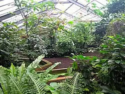 Kleines Tropenhaus (1950)