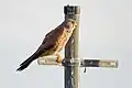 Eine alte Metallstange am Flughafenzaun als Ansitz für den Turmfalken