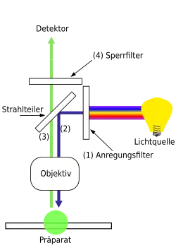 Schema eines Epifluoreszenzmikroskops
