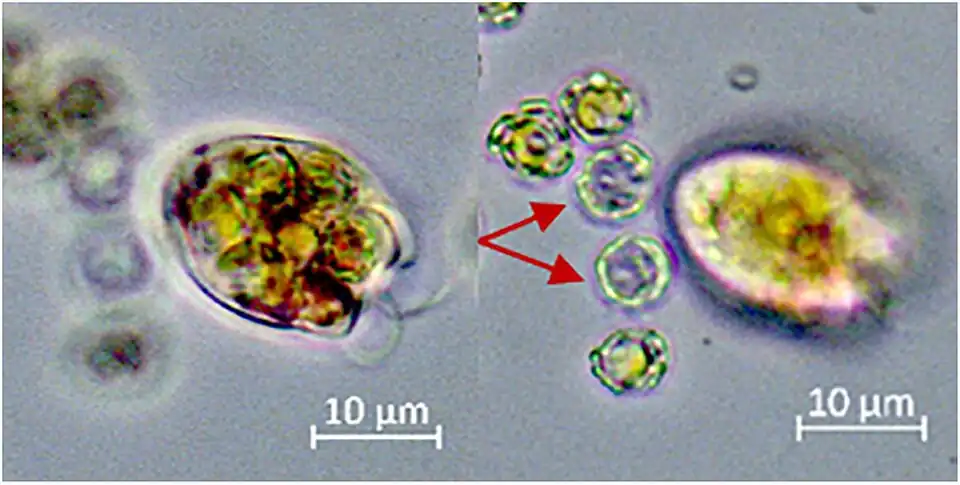 Zwei Bilder derselben Zelle von O. marina in verschiedenen Fokusebenen. Der Räuber wurde mit mehreren Exemplaren von G. huxleyi zusammengebracht und stieß bald sichtlich leere Coccosphären aus (rote Pfeile).[7]