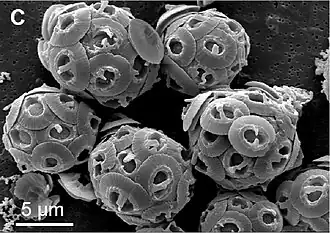 Coccolithen von Gephyrocapsa oceanica