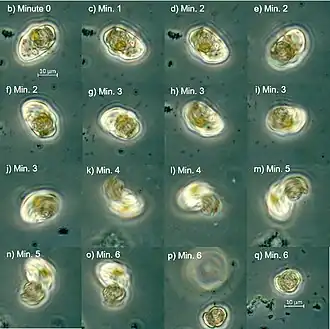 Die Bilder zeigen ein einzelnes Exemplar von O. marina, das sich eine Zelle von Coccolithus braarudii einverleibt hat. Der Objektträger wurde etwa 18 Stunden lang bei 18 °C im Dunkeln gelagert. Nach 18 Stunden bewegte sich das Exemplar von O. marina langsam (b-f); nach einiger Zeit begann es sich stark zu drehen und stieß das Beutestück aus (g-o), um dann weiter zu ziehen (p).[7]