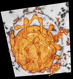Zytoplasmatische Ausstülpungen von I. hospitalis