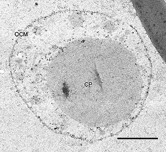 I. hospitalis: Immun­markierung der ATP-Synthase