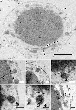 I. hospitalis: Immun­markierung des V4R-Proteins Igni_1332[8]