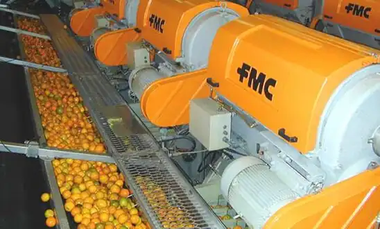 Orangen auf dem Förderband zur Zitruspresse