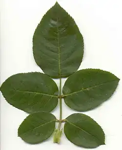 Gefiedertes Blatt der Rose