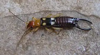 Forficula smyrnensis ist vom östlichen Österreich, dem Nordosten Italiens und Tschechien über Südosteuropa bis Westasien verbreitet. Er kann mit dem Zweipunkt-Ohrwurm verwechselt werden.