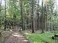 Im Forst bei Friedebach