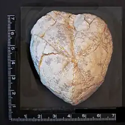 Herzförmiger Steinkern eines Seeigels (Echinoida), Fundort Rethen (Vordorf)