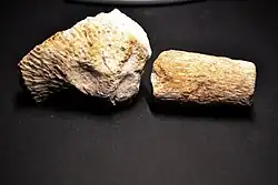 Kalkschwämme (Calcarea), Fundort: Dornplecke bei Rethen (Vordorf)