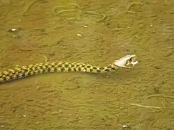 Die Schlange befindet sich in flachem Wasser, sodass der Körper den Grund berührt. Nur der Kopf schaut aus dem klaren und ruhigen Wasser heraus.