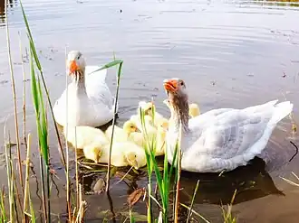 Fränkische Landgans