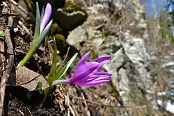 Frühlingslichtblume von der Gerlitzen