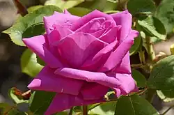 ‘Eminence’, Jean-Marie Gaujard, 1955