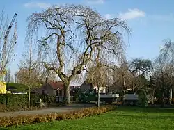 Blattlose Traueresche Ende November