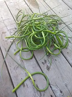 Knoblauchstängel (Garlic-Scapes)
