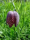 Fritillaria tubiformis Gren. & Godr.: Sie kommt nur in südwestlichen sowie südlichen Alpen vor.