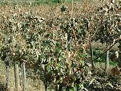 Vom Frühfrost geschädigte Blätter beginnen zu verwelken.