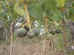 Pequi (nur gekocht; nur inneres Mesokarp)