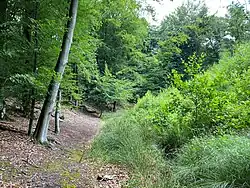 Fuchskauler Siefen – erster bedeutender rechter Nebenbach des Sengbaches