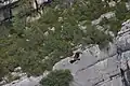 Gänsegeier über der Verdonschlucht
