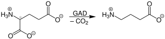 Biosynthese von γ-Aminobuttersäure