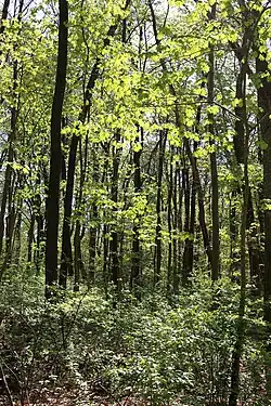 Restlaubwald im Osten