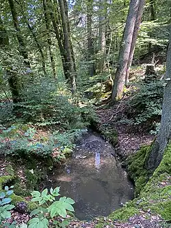 Große Dhünn im Auwald