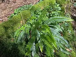 Rippenfarn, Sauerklee, Moose