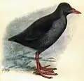 Samoapfuhlhuhn aus Proceedings of the fourth International ornithological congress, London 1905 von Richard Bowdler Sharpe, 1907