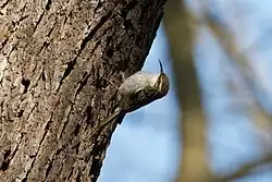 Gartenbaumläufer an der Großen Malche in Berlin