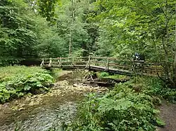 Typische Schluchtvegetation