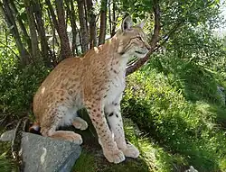 2022 Eurasischer Luchs