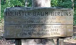 Höchste Lärche Berlins, Mühlenweg