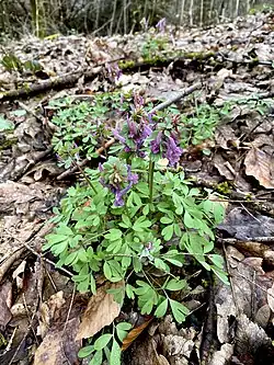 Gefingerter Lerchensporn (Corydalis solida)