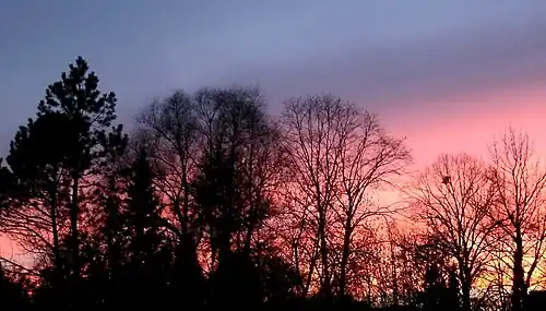 Bäume in starkem Gegenlicht bei Abendrot