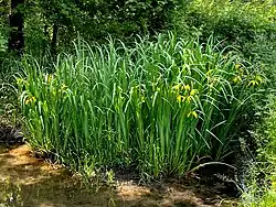 Sumpf-Schwertlilie im Auwald