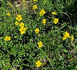 Gelbes Sonnenröschen (Helianthemum nummularium)