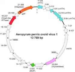 Genomkarte von APOV1