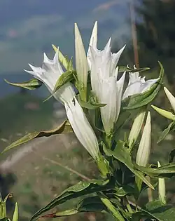 Gentiana asclepiadea var. alba
