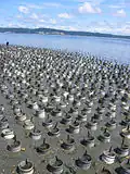 Zuchtfarm der Muschel
