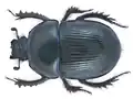 Männchen von Geotrupes stercorarius (Gemeiner Mistkäfer)